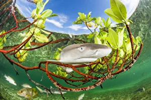 2019 april highlights/lemon shark pup negaprion brevirostris 2019 april highlights/lemon shark pup negaprion brevirostris