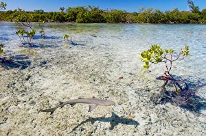 Lemon shark pups (Negaprion brevirostris) spend the first 5-8 years of their life Lemon shark pups (Negaprion brevirostris) spend the first 5-8 years of their life