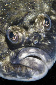 Lemon sole (Microstomus kitt) portrait. Gardur, south west Iceland. North Atlantic Ocean Lemon sole (Microstomus kitt) portrait. Gardur, south west Iceland. North Atlantic Ocean
