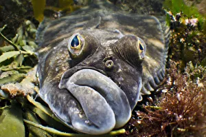 Lemon sole (Microstomus kitt) portrait amongst seaweeds. Gardur, south west Iceland Lemon sole (Microstomus kitt) portrait amongst seaweeds. Gardur, south west Iceland