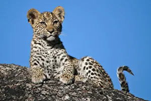 Leopard cub portrait (Panthera pardus) Okavango Delta, Botswana Leopard cub portrait (Panthera pardus) Okavango Delta, Botswana