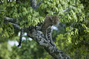 Leopard (Panthera pardus) female in tree, near the Talek river, Masai-Mara Game Reserve Leopard (Panthera pardus) female in tree, near the Talek river, Masai-Mara Game Reserve