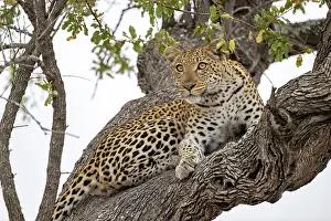 Panthera Pardus Species Prints: Leopard (Panthera pardus) resting high up in a tree