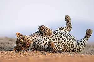 Big Cat Southern Africa Prints: Leopard (Panthera pardus) rolling on its back, Lower Zambezi National Park, Zambia