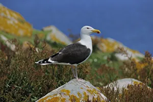 Lesser Black Backed Gull (Larus fuscus) perched on a rock Lesser Black Backed Gull (Larus fuscus) perched on a rock