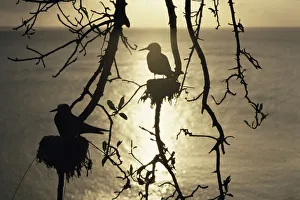 Lesser black noddies {Anous tenuirostris} nesting, silhouetted, Noronha Is, Brazil Lesser black noddies {Anous tenuirostris} nesting, silhouetted, Noronha Is, Brazil