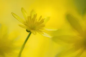 Lesser celandine flower (Ranunculus ficaria), Cornwall, England, UK. April Lesser celandine flower (Ranunculus ficaria), Cornwall, England, UK. April