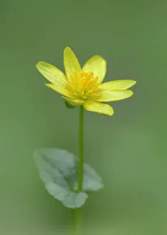 Lesser celandine (Ranunculus ficaria) Clare Glen, Tandragee, County Armagh. Northern Ireland Lesser celandine (Ranunculus ficaria) Clare Glen, Tandragee, County Armagh. Northern Ireland