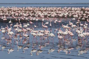 Lesser flamingo (Phoeniconaias minor) and Greater flamingo (Phoenicopterus roseus) flock Lesser flamingo (Phoeniconaias minor) and Greater flamingo (Phoenicopterus roseus) flock