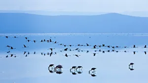 Lesser flamingo (Phoeniconaias minor) flock in lake in morning, Lake Nakuru NP, Rift Valley Lesser flamingo (Phoeniconaias minor) flock in lake in morning, Lake Nakuru NP, Rift Valley