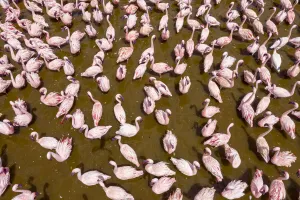 Lesser flamingo (Phoeniconaias minor) aerial view of flock gathering at lake, Bogoria Lesser flamingo (Phoeniconaias minor) aerial view of flock gathering at lake, Bogoria