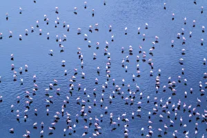 Lesser flamingo (Phoeniconaias minor) flock, aerial view, Magadi lake, Kenya, September Lesser flamingo (Phoeniconaias minor) flock, aerial view, Magadi lake, Kenya, September