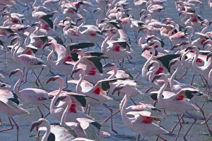 Lesser flamingo (Phoeniconaias minor) flock, Walvis Bay Namibia Lesser flamingo (Phoeniconaias minor) flock, Walvis Bay Namibia