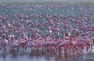 Lesser flamingos (Phoeniconaias minor) wading in saltwater lagoon, Salinas, Walvis Bay Lesser flamingos (Phoeniconaias minor) wading in saltwater lagoon, Salinas, Walvis Bay