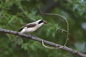 Lesser grey shrike (Lanius minor) perched on branch with prey in beak, Bagerova Steppe Lesser grey shrike (Lanius minor) perched on branch with prey in beak, Bagerova Steppe