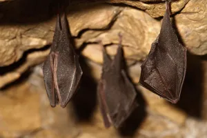 Lesser horseshoe bats (Rhinolophus hipposideros) in magnesium mine, Shropshire, England, UK, April Lesser horseshoe bats (Rhinolophus hipposideros) in magnesium mine, Shropshire, England, UK, April