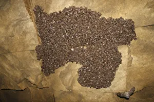Lesser mouse eared bat (Myotis blythii) colony roosting in cave, Bagerova Steppe Lesser mouse eared bat (Myotis blythii) colony roosting in cave, Bagerova Steppe
