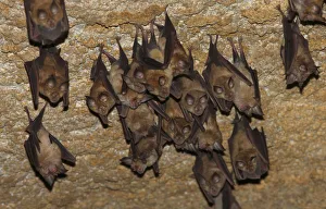 Lesser mouse eared bats (Myotis blythii) roosting in cave, Bagerova Steppe Lesser mouse eared bats (Myotis blythii) roosting in cave, Bagerova Steppe