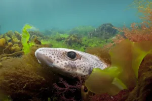 Lesser spotted catshark / Dogfish shark (Scyliorhinus canicula) hiding amongst seaweeds Lesser spotted catshark / Dogfish shark (Scyliorhinus canicula) hiding amongst seaweeds