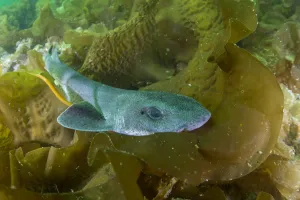 Lesser spotted catshark / Dogfish shark (Scyliorhinus canicula) amongst seaweed on a maerl bed Lesser spotted catshark / Dogfish shark (Scyliorhinus canicula) amongst seaweed on a maerl bed
