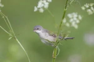 Lesser whitethroat (Sylvia curruca) in breeding plumage, perched on Cow parsely Lesser whitethroat (Sylvia curruca) in breeding plumage, perched on Cow parsely