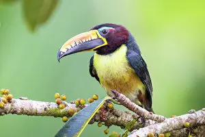 Amazon Rainforest Wildlife Prints: Lettered aracari (Pteroglossus inscriptus) perched on branch