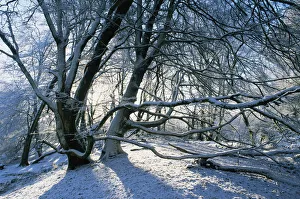 Lewesdon Beechwood in winter, Dorset, UK Lewesdon Beechwood in winter, Dorset, UK