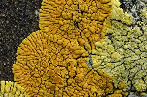 Lichen {Caloplaca verruculifera} Killard Point NNR, County Down, Northern Ireland Lichen {Caloplaca verruculifera} Killard Point NNR, County Down, Northern Ireland