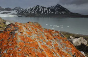 Lichen (Xanthoria sp) growing on rocks by coastline, Svalbard, Norway Lichen (Xanthoria sp) growing on rocks by coastline, Svalbard, Norway