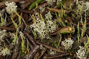 Lichens on leaf litter beneath Rhododendron (Rhododendron phaeochrysum) tree. Kangding Cuo Lichens on leaf litter beneath Rhododendron (Rhododendron phaeochrysum) tree. Kangding Cuo