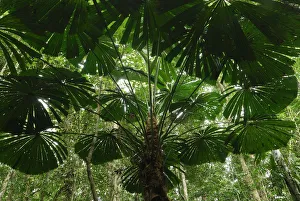 Licuala fan palm (Licuala ramsayi), Daintree National Park, Queensland, Australia Licuala fan palm (Licuala ramsayi), Daintree National Park, Queensland, Australia