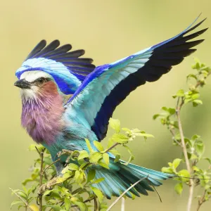 Lilac-breasted roller (Coracias caudata) stretching wings on acacia branch Lilac-breasted roller (Coracias caudata) stretching wings on acacia branch