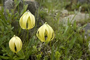 Lily (Lilium lophophorum) flowers. Tepals fused at tips to protects floral parts Lily (Lilium lophophorum) flowers. Tepals fused at tips to protects floral parts
