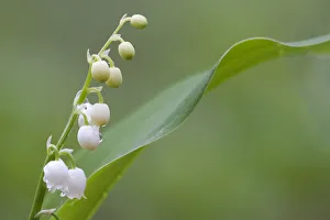 Lily of the valley (Convallaria majalis) in flower, Brasschaat, Belgium, May Lily of the valley (Convallaria majalis) in flower, Brasschaat, Belgium, May