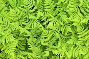 Limestone oak fern (Gymnocarpium robertianum) leaves, Saltoluokta area, Greater Laponia Limestone oak fern (Gymnocarpium robertianum) leaves, Saltoluokta area, Greater Laponia