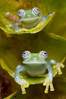 Two Limon glass frogs (Sachatamia ilex) sitting on plant, one above the other, Canande Two Limon glass frogs (Sachatamia ilex) sitting on plant, one above the other, Canande
