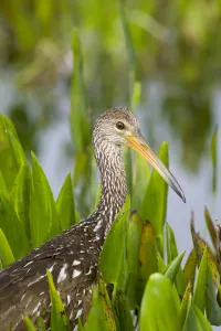 Limpkin (Aramus guarauna) in wetland vegetation, Florida, USA Limpkin (Aramus guarauna) in wetland vegetation, Florida, USA
