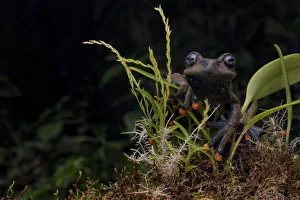 Lindas torrenteer frog (Hyloscirtus lindae) Papallacta, Napo, Ecuador Lindas torrenteer frog (Hyloscirtus lindae) Papallacta, Napo, Ecuador