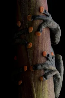 Lindas torrenteer frog (Hyloscirtus lindae) close up of feet with orange pads Lindas torrenteer frog (Hyloscirtus lindae) close up of feet with orange pads