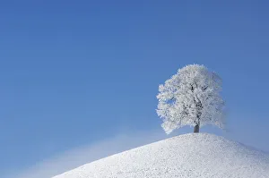 Linden tree (Tilia sp.) with heavy frost on small hill. Switzerland, Europe, December Linden tree (Tilia sp.) with heavy frost on small hill. Switzerland, Europe, December