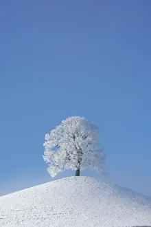 Popular themes/christmas/linden tree tilia sp heavy frost small hill Popular themes/christmas/linden tree tilia sp heavy frost small hill