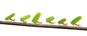 Line of Leaf-cutter ants (Atta sp) carrying leaves, digital composite Line of Leaf-cutter ants (Atta sp) carrying leaves, digital composite
