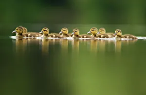 A line of Mallard (Anas platyrhynchos) ducklings swimming on a still lake, Derbyshire A line of Mallard (Anas platyrhynchos) ducklings swimming on a still lake, Derbyshire