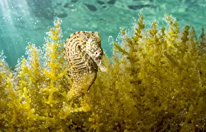 Lined seahorse (Hippocampus erectus) male clinging to algae in a land locked alakaline Lined seahorse (Hippocampus erectus) male clinging to algae in a land locked alakaline