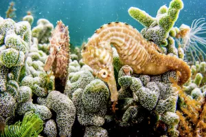 Lined seahorses (Hippocampus erectus) amongst corals, The Bahamas Lined seahorses (Hippocampus erectus) amongst corals, The Bahamas