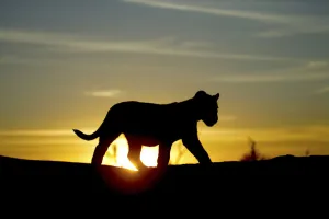 Lion cub (Panthera leo) silhouetted at sunrise, taken on location for Pride tv series Lion cub (Panthera leo) silhouetted at sunrise, taken on location for Pride tv series