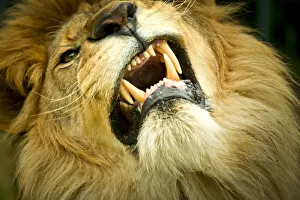 Lion (Panthera leo) close up of teeth while its snarling, captive Lion (Panthera leo) close up of teeth while its snarling, captive