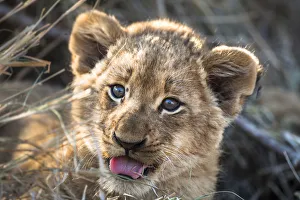 Lion (Panthera leo) cub portrait, South Africa Lion (Panthera leo) cub portrait, South Africa