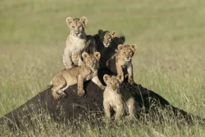 Lion (Panthera leo) cubs sitting on termite mound, Masai-Mara, Kenya. Vulnerable species Lion (Panthera leo) cubs sitting on termite mound, Masai-Mara, Kenya. Vulnerable species