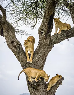 Lion (Panthera leo) family climbing and resting in tree. Serengeti National Park Lion (Panthera leo) family climbing and resting in tree. Serengeti National Park
